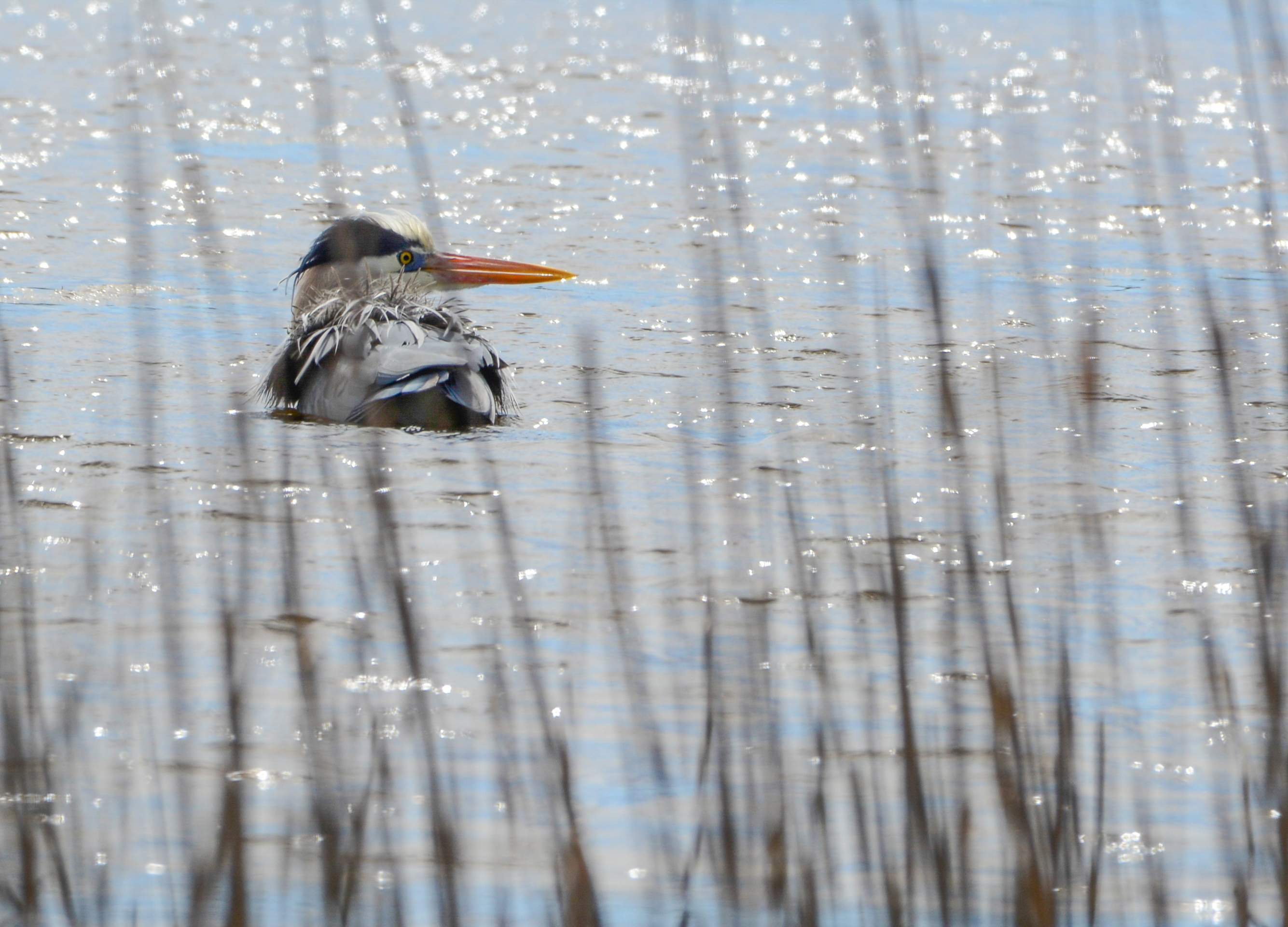 1st PrizeOpen Nature In Class 1 By Bob Myers For Chillin SEP-2024.jpg